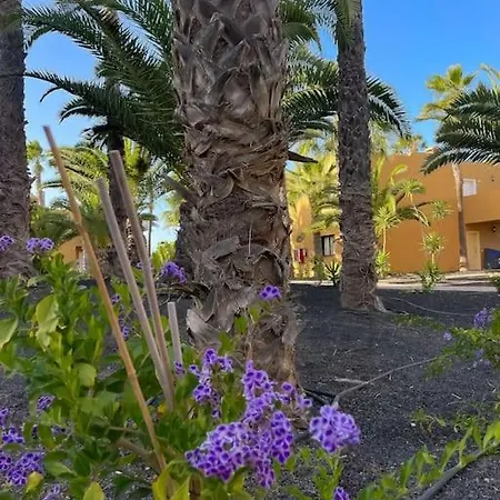 Apartment Oasis La Palmera *